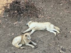 -石家庄市动物园