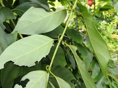 -广州神农草堂中医药博物馆