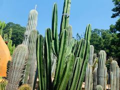 -深圳仙湖植物园