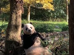 -都江堰中华大熊猫苑