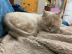 -瑞鹏宠物医院·夜间急症·心超·猫科(祖庙分店)