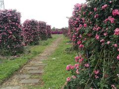 -紫颐香薰山谷景区