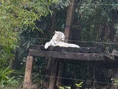 -广州长隆野生动物世界