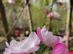 -海棠花溪(元大都城垣遗址公园)