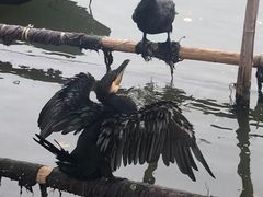 -长兴太湖图影湿地文化园