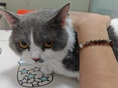 -伟伟宠物医院·瑞派猫友好医院·猫科(光谷店)