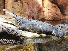 -迪拜水族馆及水下动物园