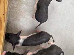 -广州长隆飞鸟乐园