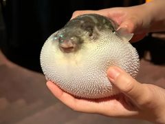 -肆月河豚·淮扬菜·湘菜(华天店)