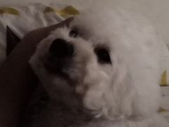 -北京恒爱动物医院(清景园分院)