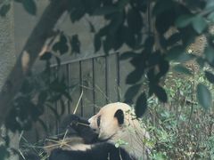 -成都大熊猫繁育研究基地