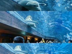 -珠海长隆海洋王国