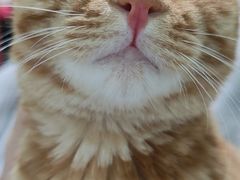 -关爱宠物医院·猫科中心·消化科(滨湖万达分院)