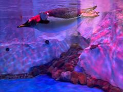 -芜湖新华联大白鲸海洋公园