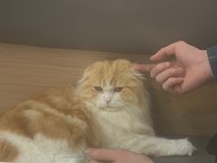 -喵园·猫主题咖啡厅·撸猫·猫咖(国贸店)