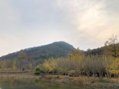 -千年银杏谷文化旅游区