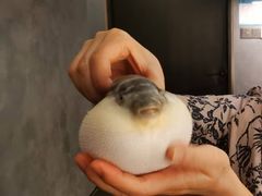 -肆月河豚·新淮扬菜·烤鸭(中关村店)