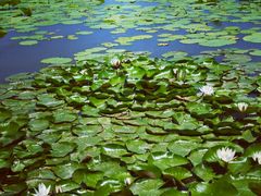 -天津东丽湖风景区