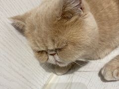 -猫小院猫主题餐厅(三里屯店)