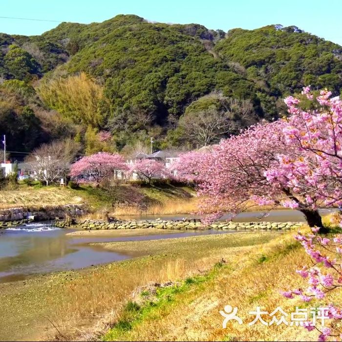 青野川 桜并木
