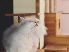 -more than meow吴止猫主题餐厅(承德 中船汇店)