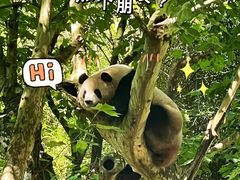 -都江堰中华大熊猫苑