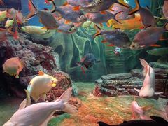 -上海海洋水族馆