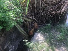 -苏家围·东江画廊旅游景区