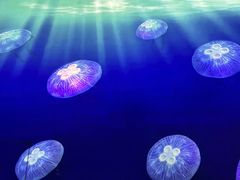 -海合安武汉极地海洋公园