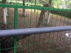 -长白岛森林公园