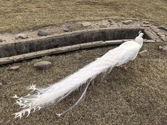 -横道河子东北虎林园