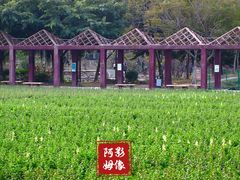 -丹樱生态园