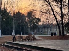 -上海海湾国家森林公园