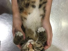 -瑞派天使宠物医院·神经外科·骨科·核磁(洛川中路店)