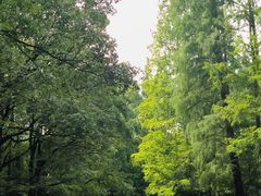 -上海共青森林公园