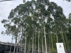 门面-桉树林A coffee 森林餐厅(三圣乡店)