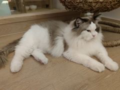 -猫腻·猫咖·撸猫馆(星光大道店)