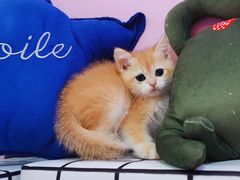 -十年猫舍·猫咪专门店(普陀店)