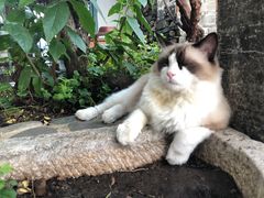 -喵屿·大理花园猫咖