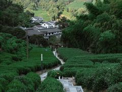 -龙井村