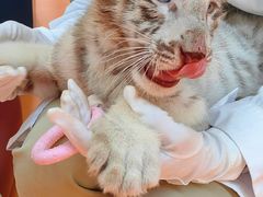 -北京野生动物园