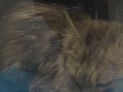 -达爱动物医院·犬猫分区·CT·复杂眼科(远洋山水分院)