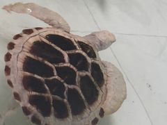 -广东惠东海龟国家级自然保护区