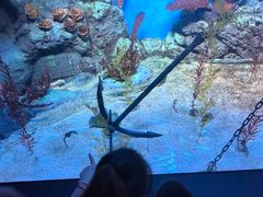 -上海海洋水族馆