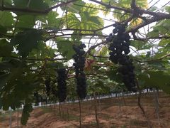 -海堤葡萄园中小学生研学基地