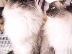 -飞行喵MR PILOT|猫舍·猫咖(静安大融城店)