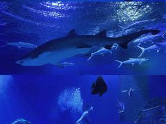 -海合安武汉极地海洋公园