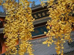 -上海东林寺(金山区)