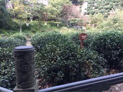iphone_upload_pic-十八棵（老龙井）御茶园(老龙井店)