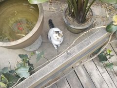 -梵猫·轻客栈(大理古城北门店)